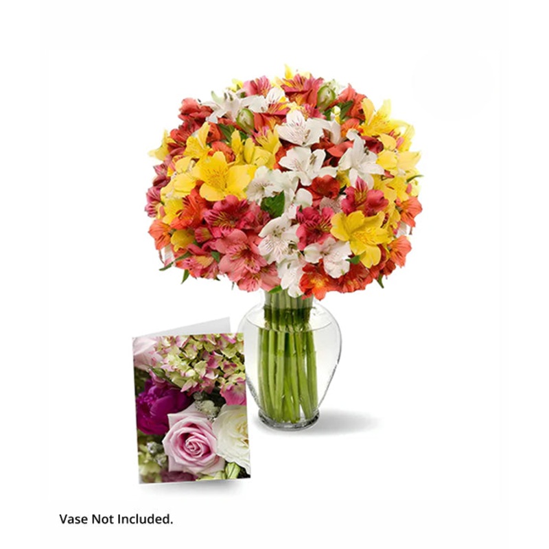 100 Blooms of Alstroemeria I|Regular|Deluxe|Supersize