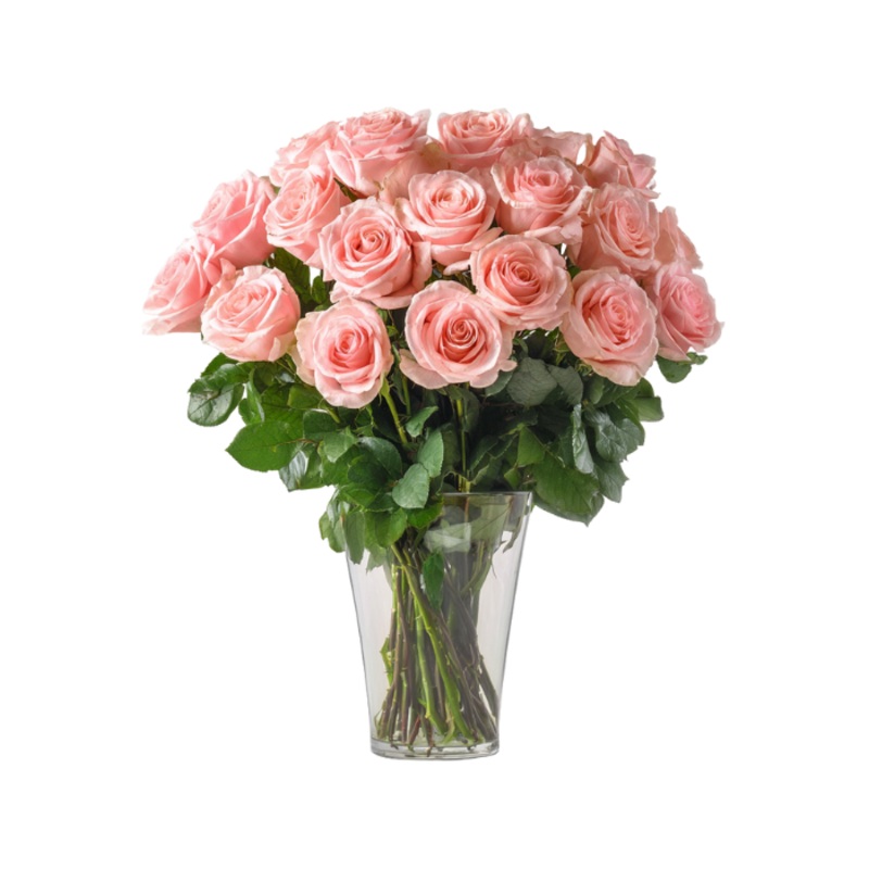 36 Long Stem Pink Roses|Regular