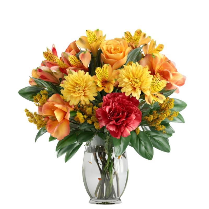 Early Sunrise|Regular|Deluxe|Supersize