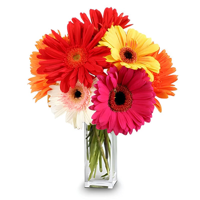 Gorgeous Gerberas|Regular