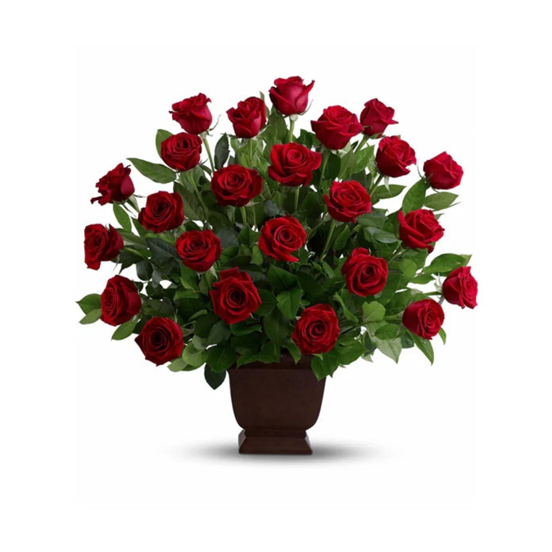 Rose Tribute|Regular