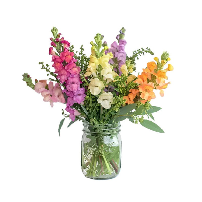 Super Snapdragons in Mason Jar