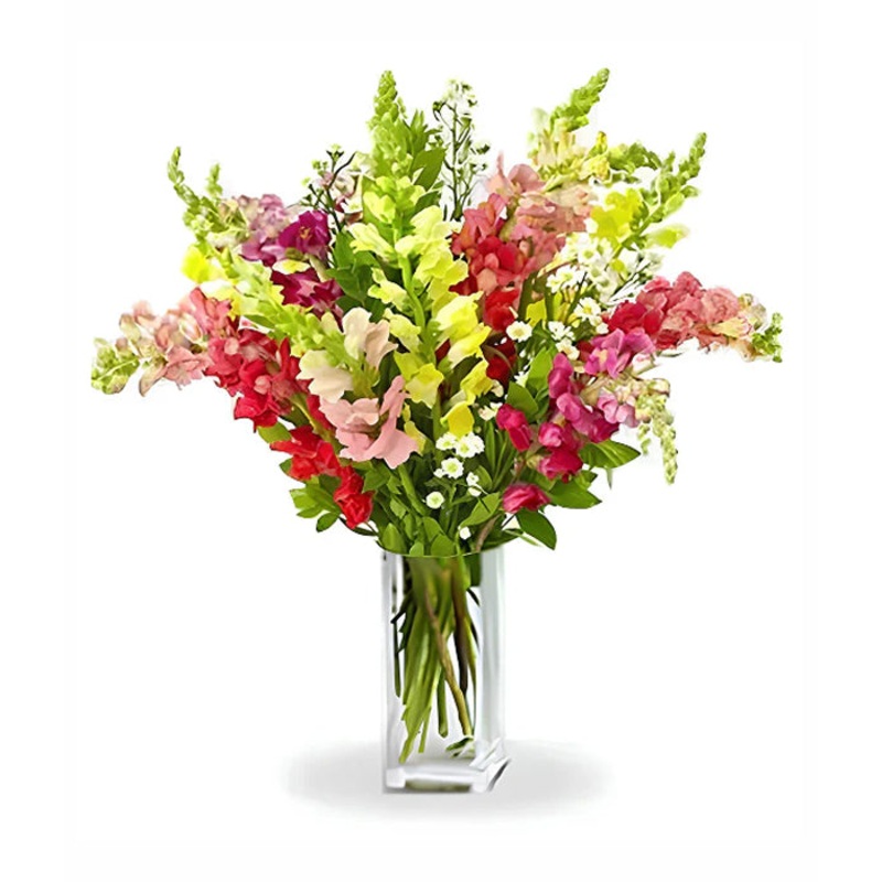 Super Snapdragons|Regular|Deluxe|Supersize