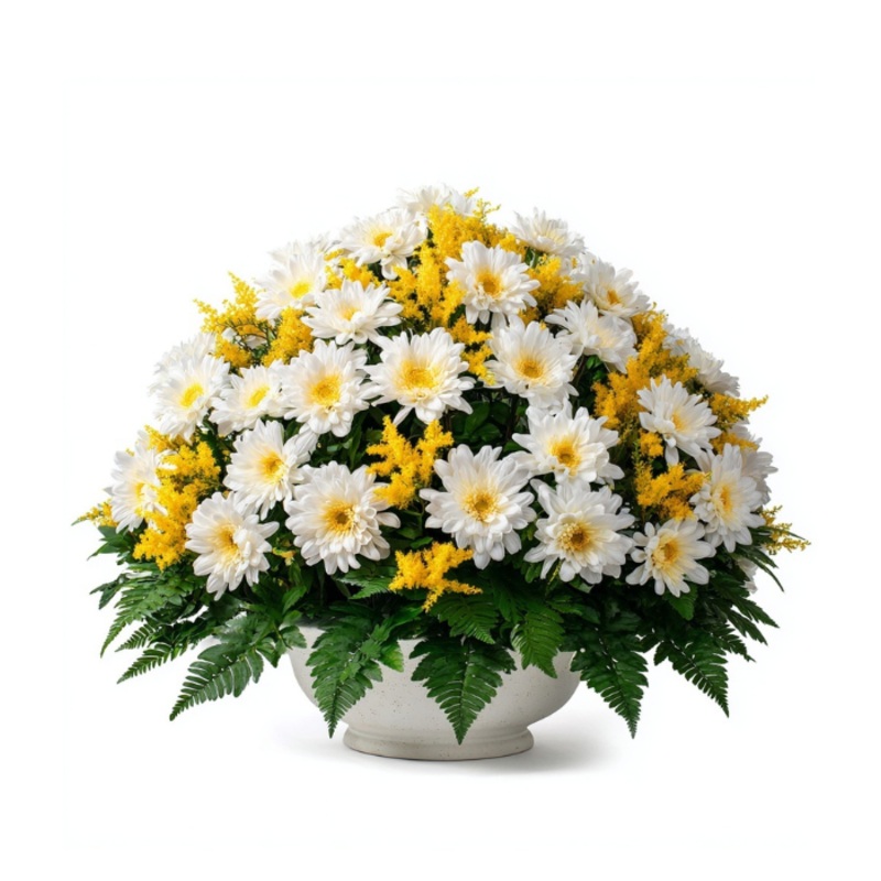 Voyage of the Doves|Regular