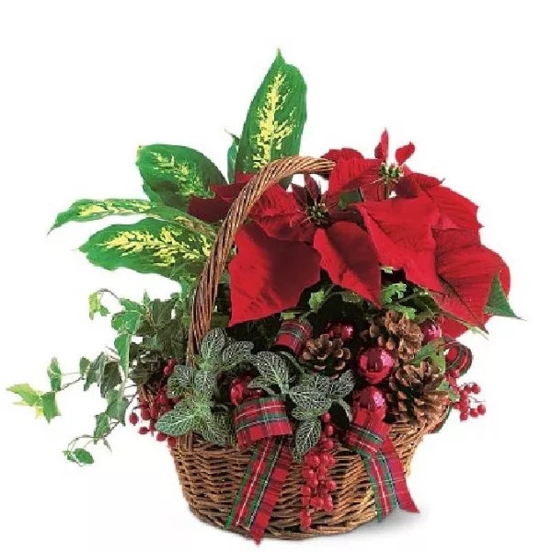 Christmas Planter Basket Special