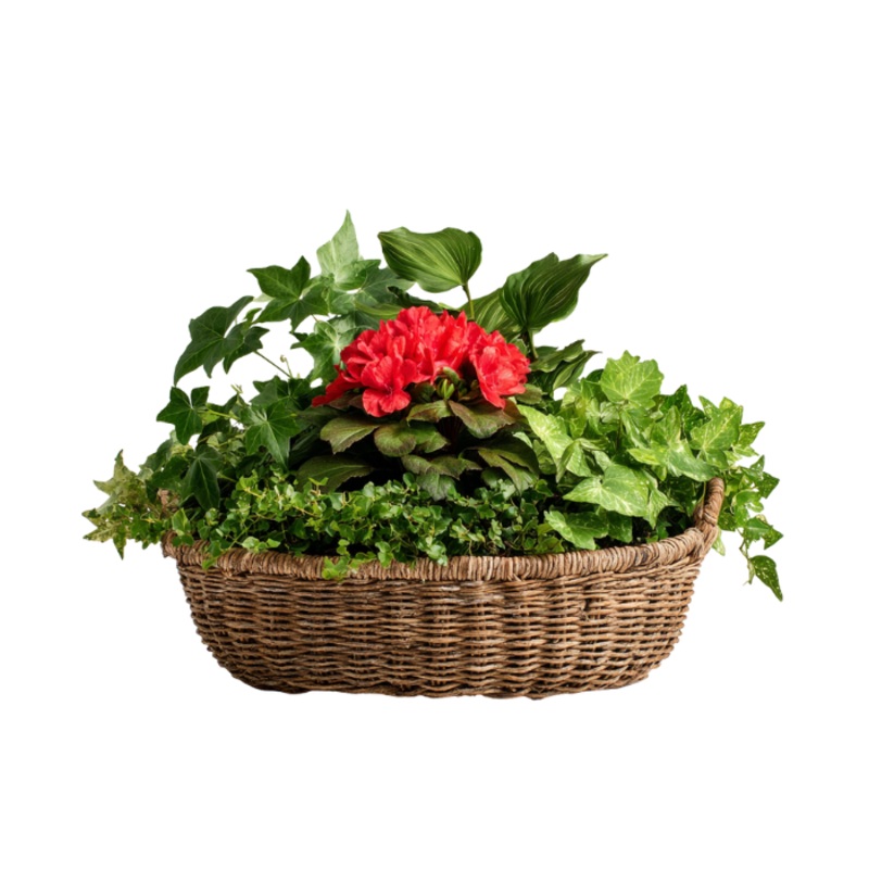 Colourful Garden|Colourful Garden