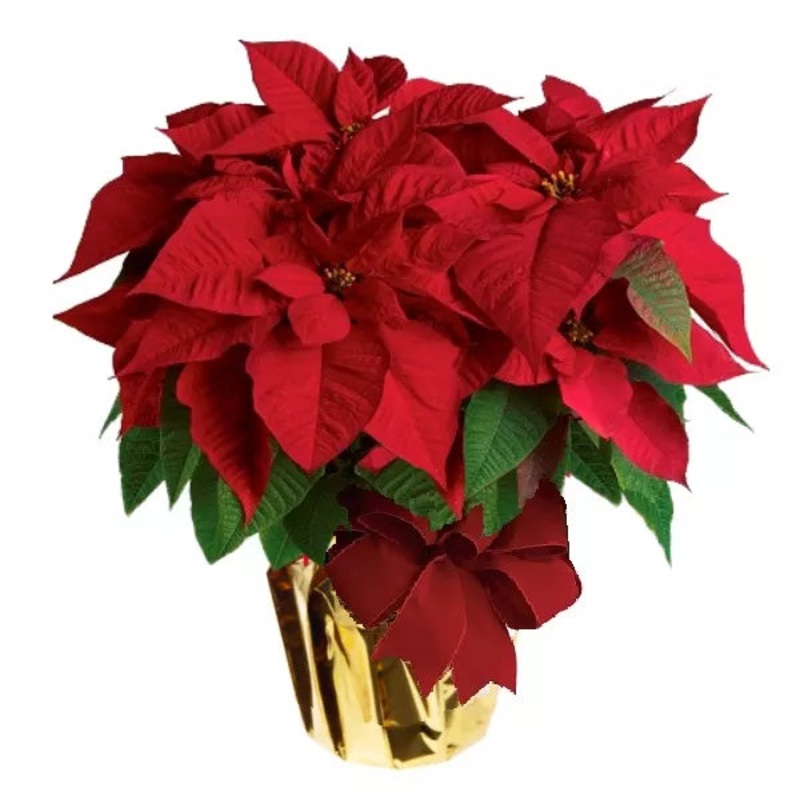 Deluxe Poinsettia Special|Deluxe Poinsettia Special
