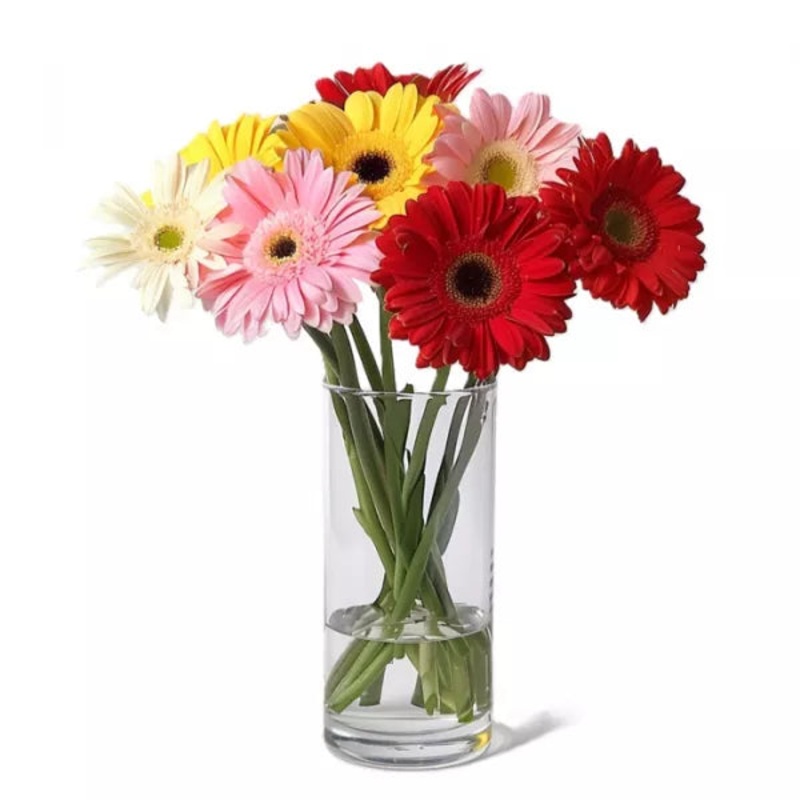 Gerbera Brights|Gerbera Brights