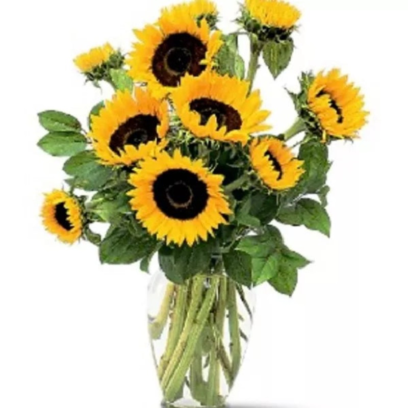 Sunshine Sunflowers|Sunshine Sunflowers