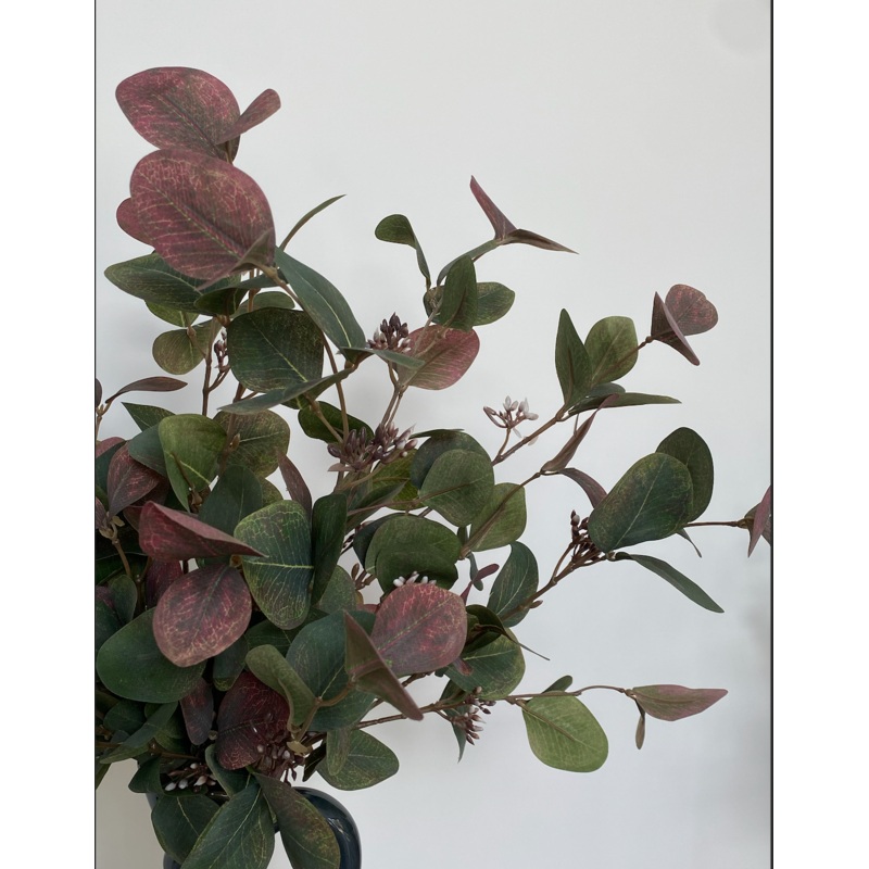 Variegated Eucalyptus