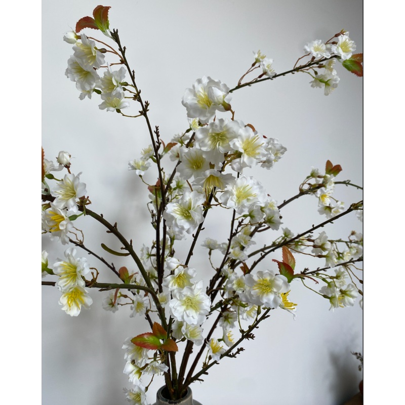 White Cherry Blossom