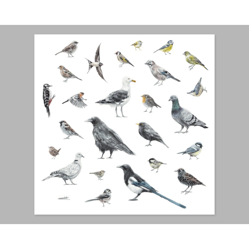 25 British Garden Birds Print (without text) | Biro-pen & Watercolour | Square