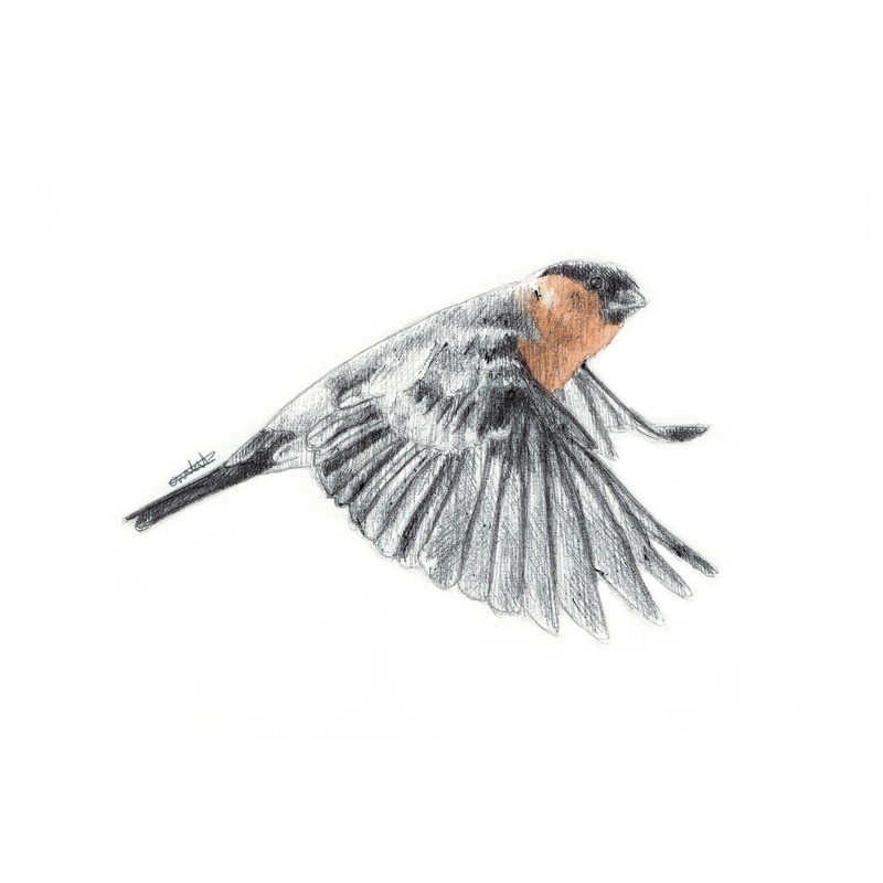 A5/A6 Bullfinch Bird Art Print | Watercolour Painting & Biro-pen Drawing