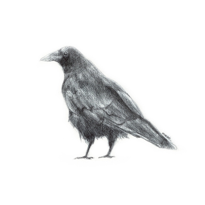 A5/A6 Carrion Crow Bird Art Print | Biro-pen/Ballpoint Drawing