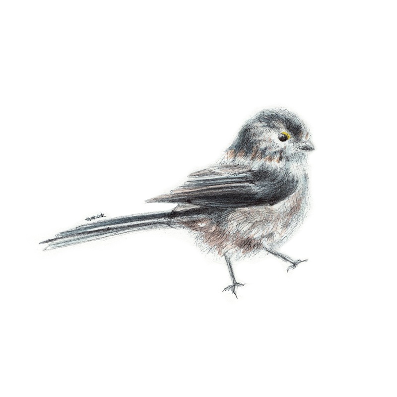A5/A6 Long-tailed Tit Bird Art Print | Watercolour Painting & Biro-pen Drawing