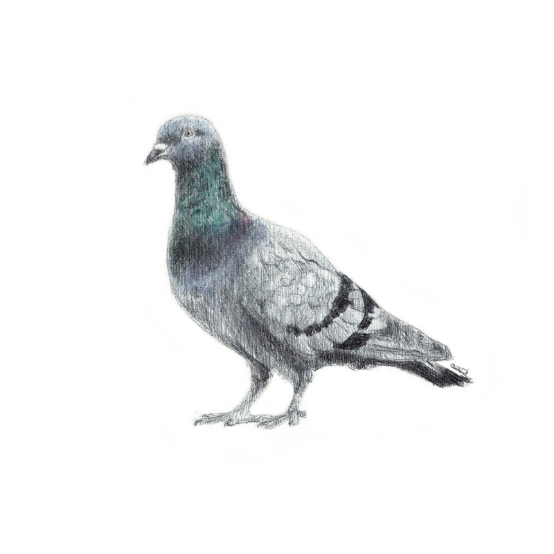 A5/A6 Pigeon Bird Art Print | Watercolour Painting & Biro-pen Drawing