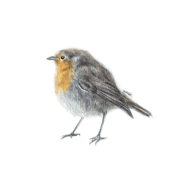 A5/A6 Robin Bird Art Print | Watercolour Painting & Biro-pen Drawing