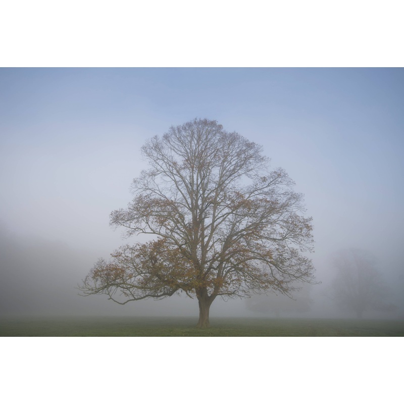 Misty Beech – Print in A4 Mount