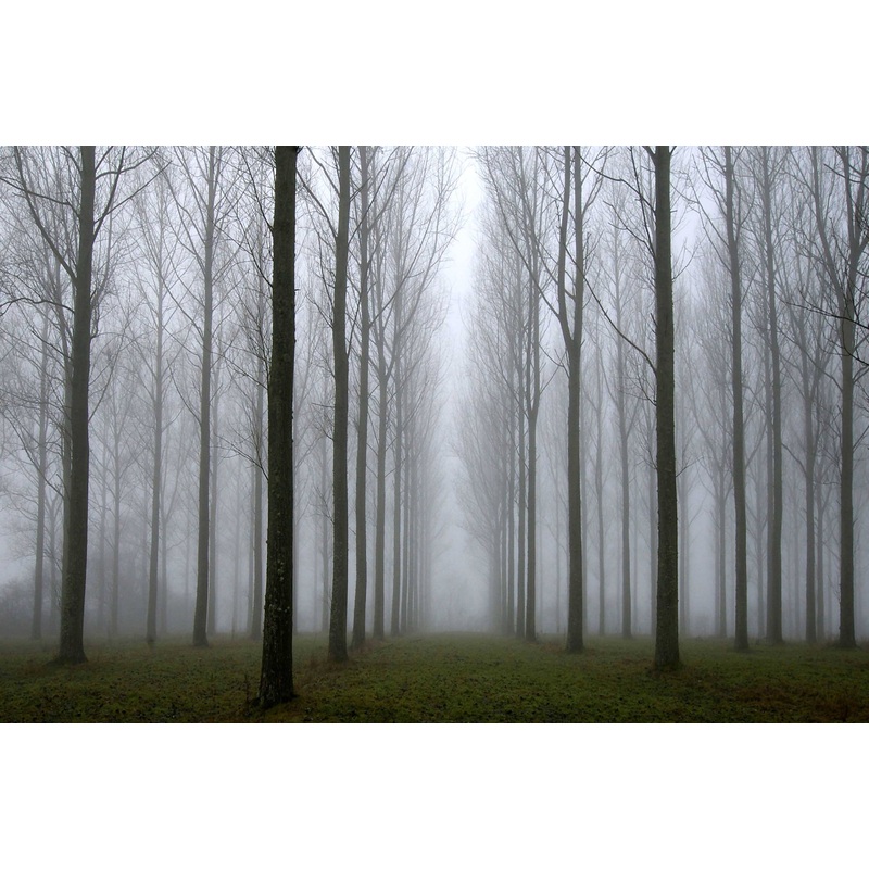 Misty Trees (Large 50cm x40cm Frame)