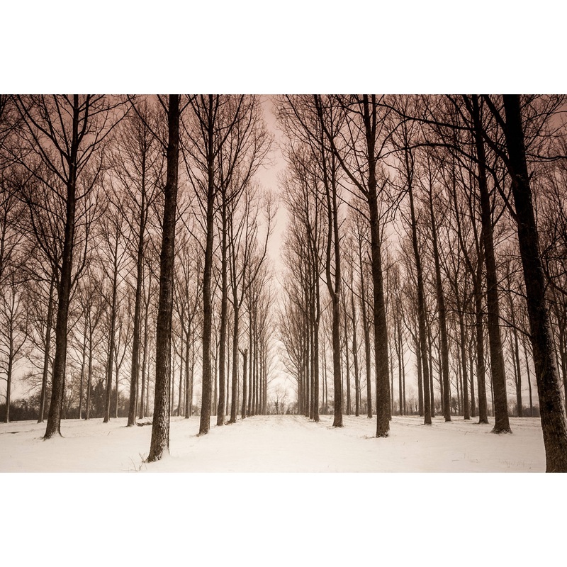 Snowy Trees – Print in A4 Mount