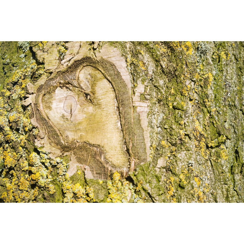 Tree Love – Print in A4 Mount