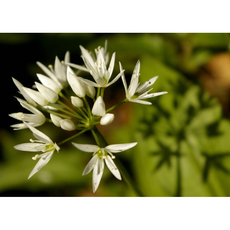 Wild Garlic – Card