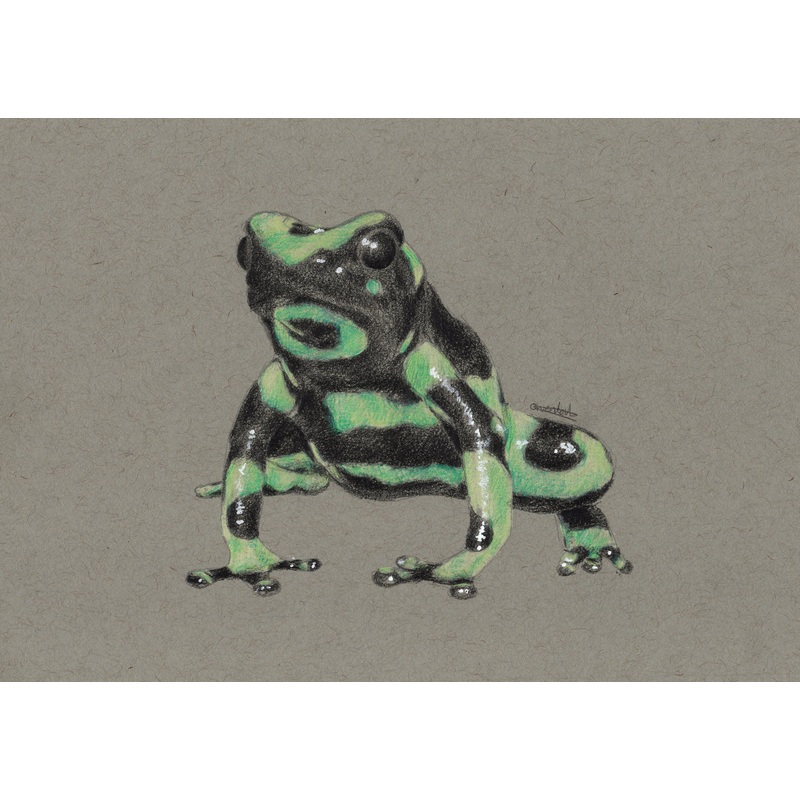 A5 Green & Black Poison Dart Frog Art Print | Graphite and Coloured Pencil Drawing on Toned Paper
