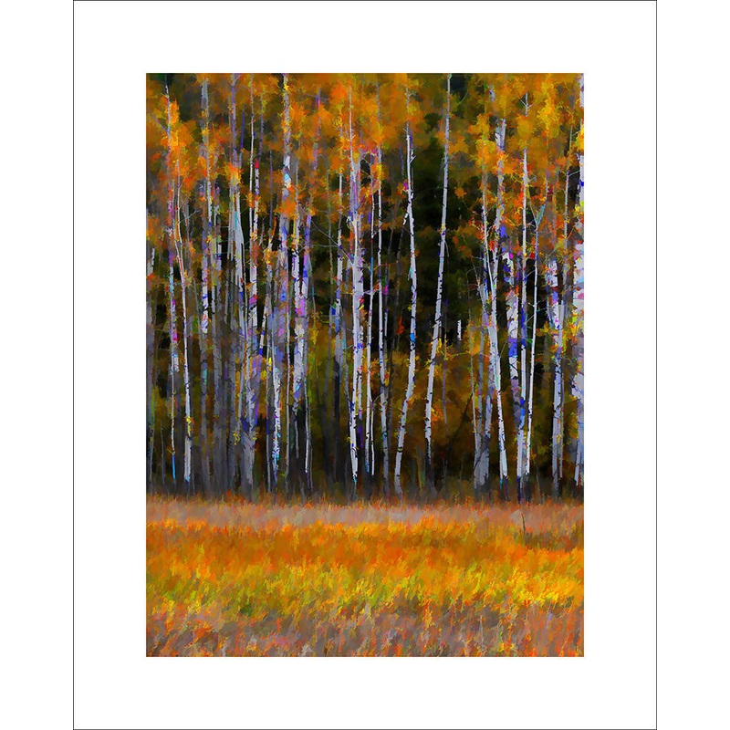 Canadian Forest|16×12 mounted|10×8 mounted|16×12 framed|A4 framed