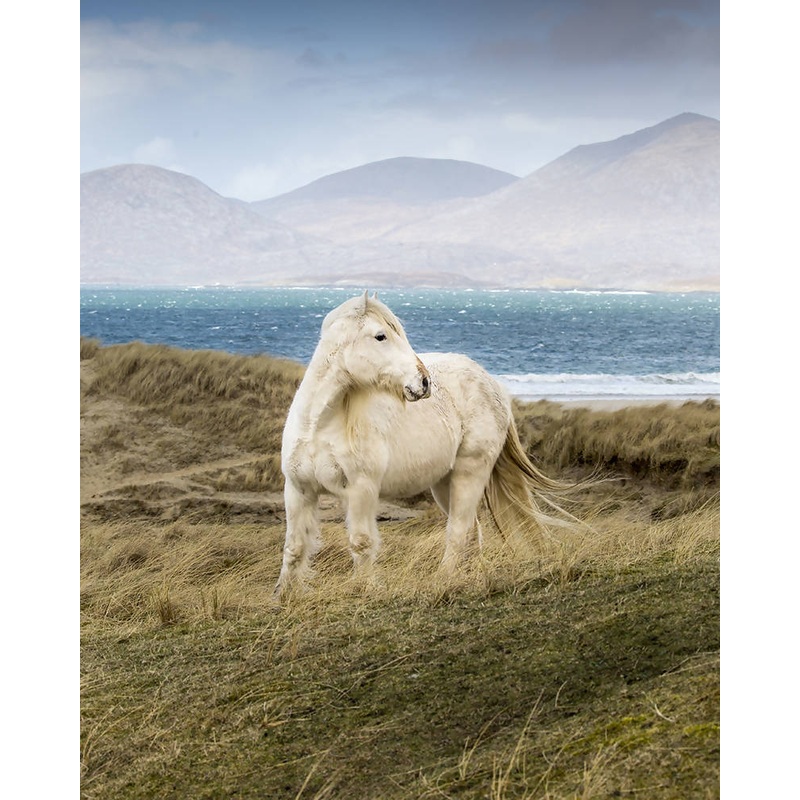 Freedom!|16×12 mounted|10×8 mounted|16×12 framed|A4 framed