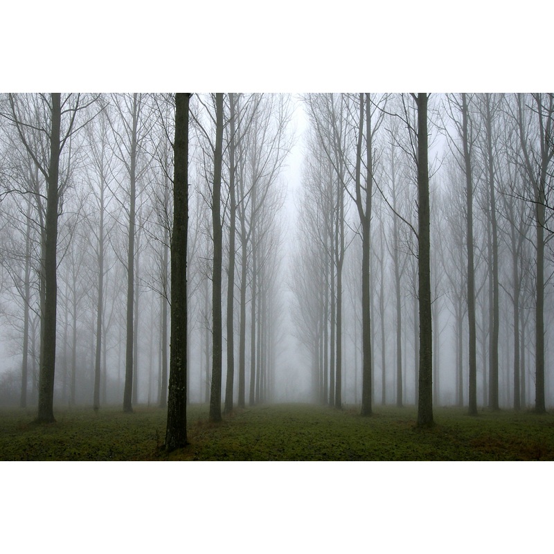 Misty trees (Small Frame)