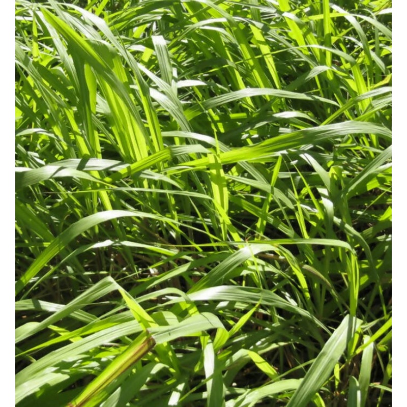 Jacis of York: Citronella 250ml Scented Candle