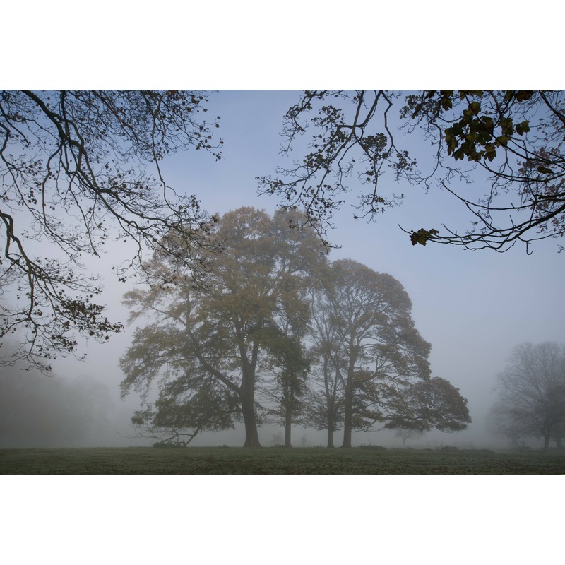 Misty copse (Small Frame)