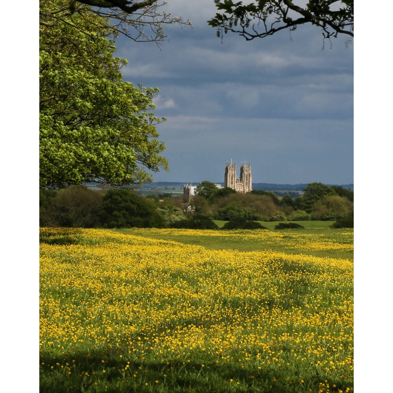Beverley Minster Overlooks the Buttercups