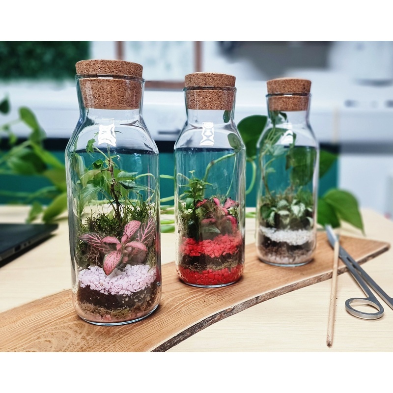 0.5L Colourful Terrarium|White|Pink|Red