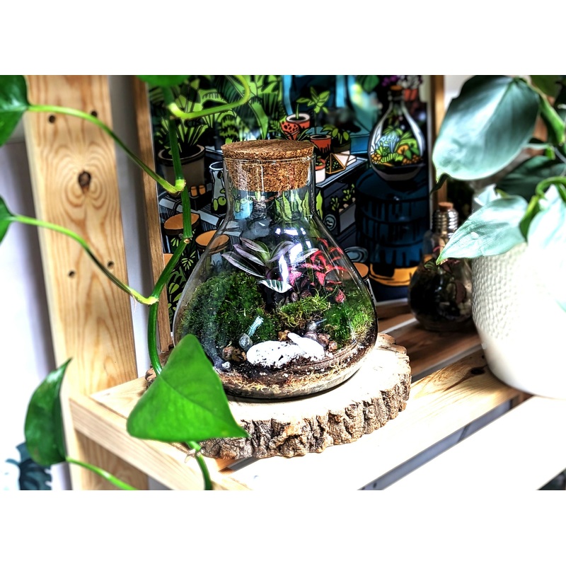 Mini Conical Terrarium|Colourful Plants|Fern Plant