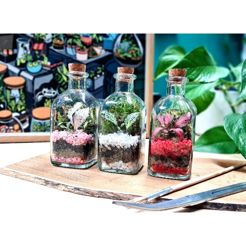 Mini Square Terrarium 125ml|White/Green|Pink|Red