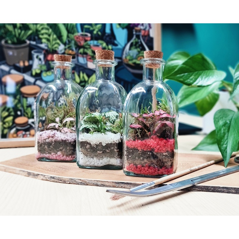 Square Bottle Terrarium|Square Bottle – Natural|Square Bottle – Green/White|Square Bottle – Pink/Pink|Square Bottle – Red/Red