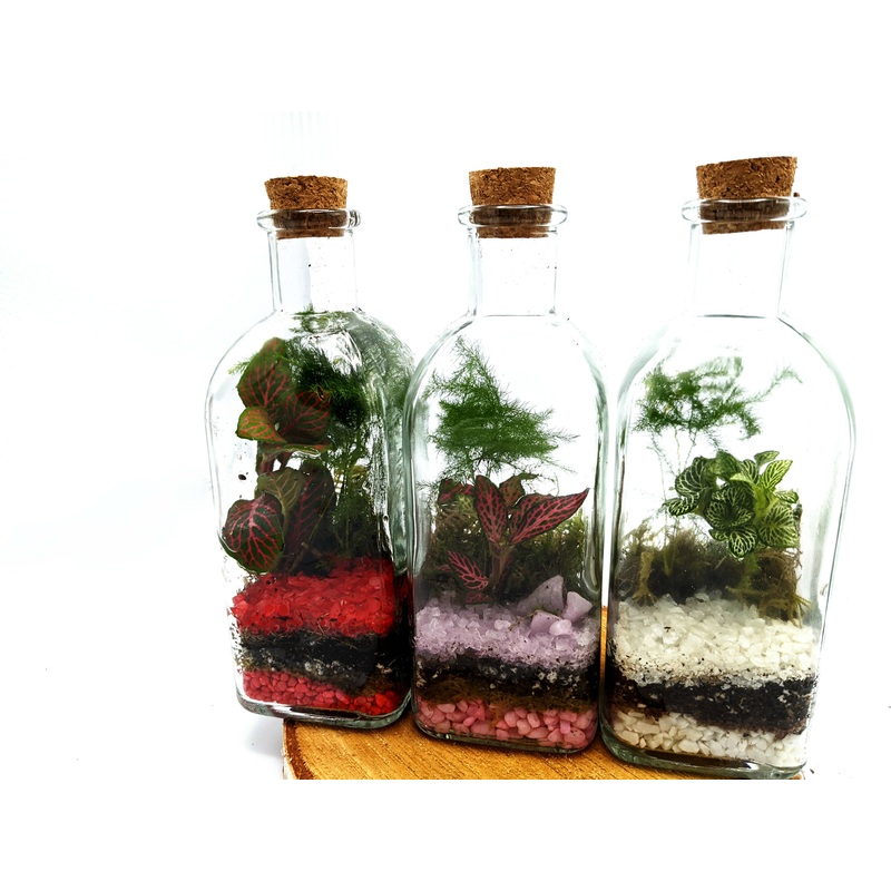 Tall Square Terrarium 500ml|White/Green|Red|Pink