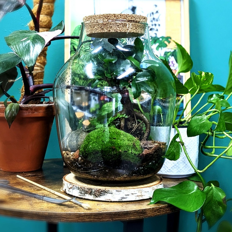 Extra Large Bonsai Closed Terrarium