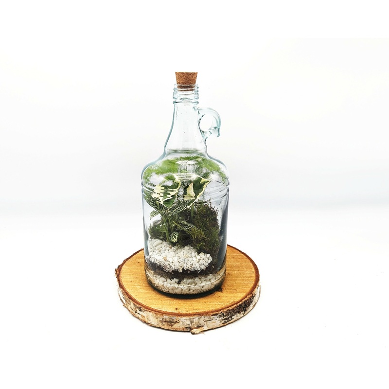 Classic 1L Demijohn Terrarium|White Pebbles|Natural Pebbles