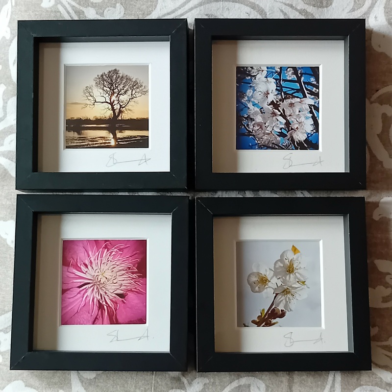 Mini Frames|Apple blossom|Cherry blossom|Clematis|Sunset tree