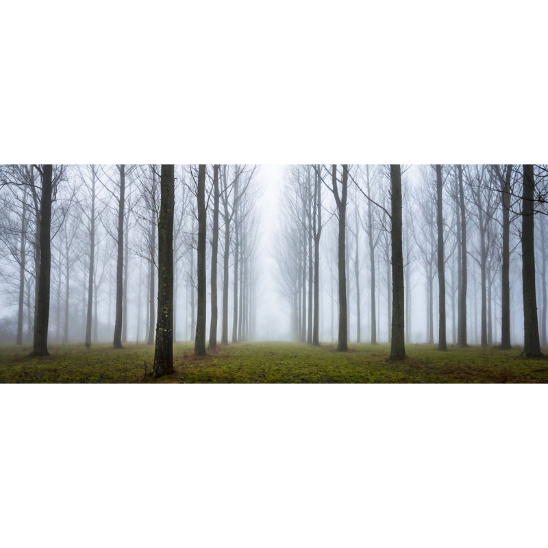 Misty Trees (Wide Pano Frame)