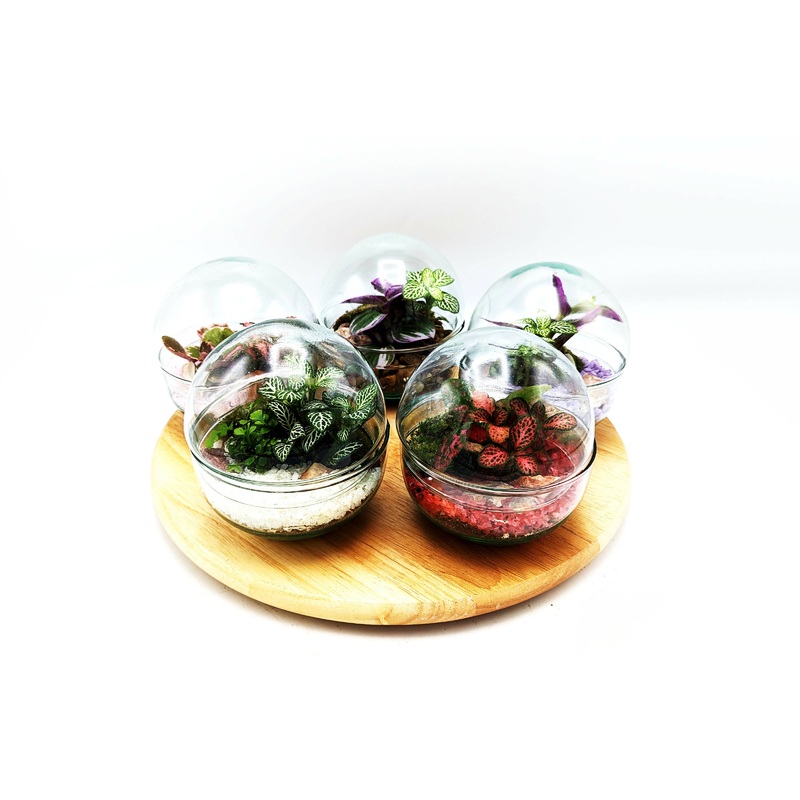 Small Egg Terrarium|Pink Stones|Purple Stones|White Stones|Red Stones|Natural Stones