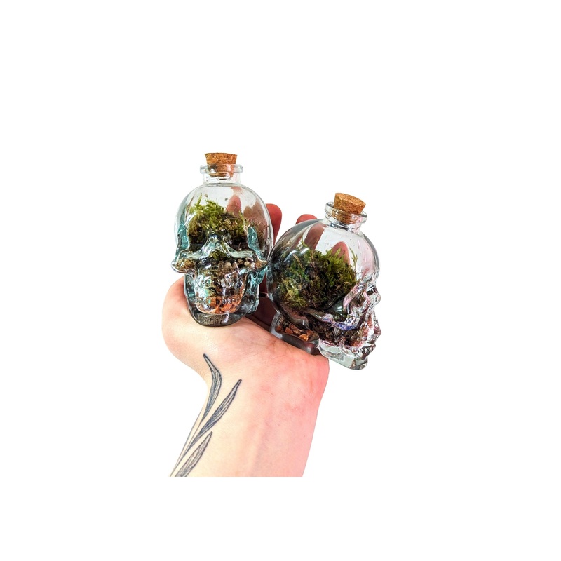 Mini Skull Terrarium