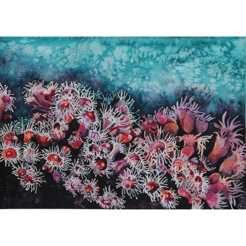 Jewel Anemones – Print|A4|A3|A4 framed print|A4 – hand-finished|A3 – Hand finished