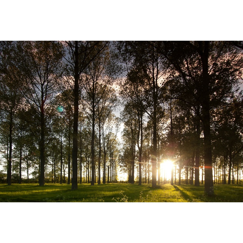 Leafy Trees (Small Frame)