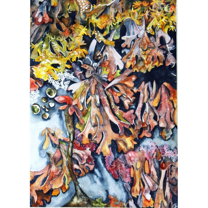 Red Algal Forest – Print|A4|A3|Small framed print (image 25 x 18 cm)