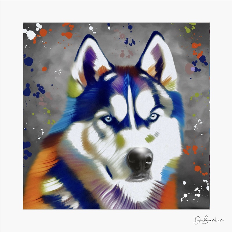 SIBERIAN HUSKY DOG – COLOUR SPLASH MOUNTED ARTWORK.