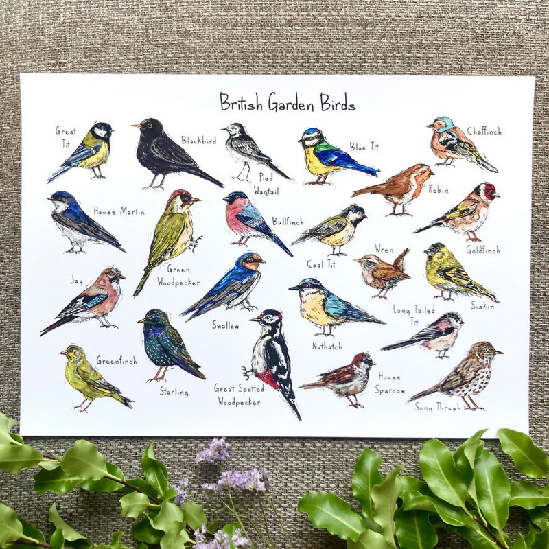 British Garden Birds Art Print