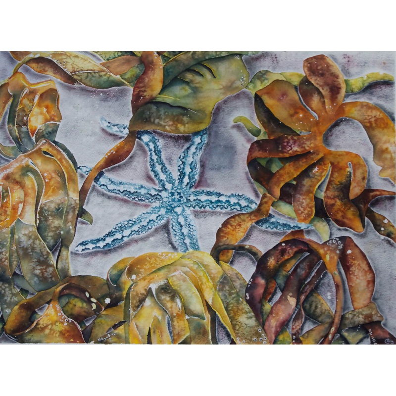 A subtidal Star – Print|A4